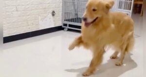 La sorprendente reazione del cucciolone quando il suo papà umano torna dall’ospedale è un vero spettacolo da non perdere (VIDEO)
