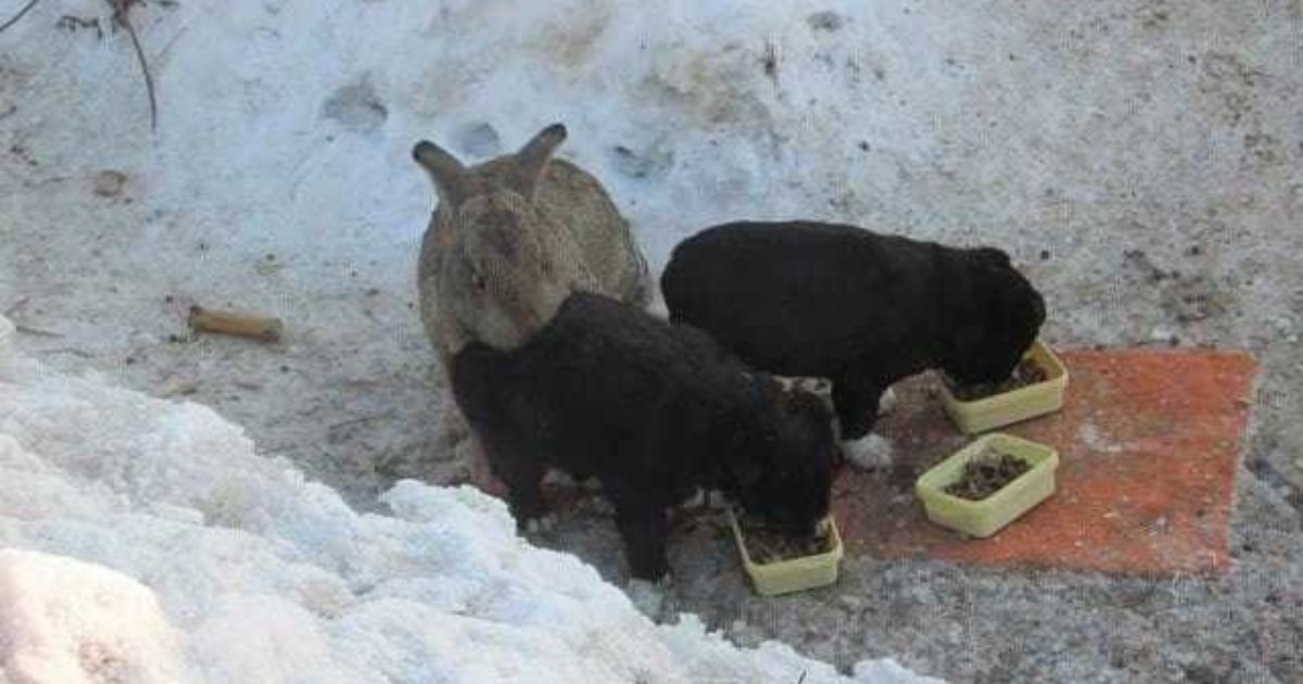 Coniglio e cagnolini nella neve