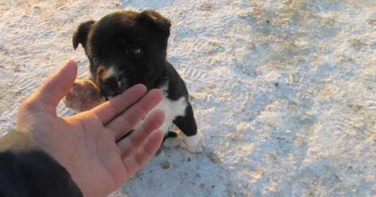 Cagnolino di pelo nero