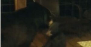 Un cucciolo d’orso fa visita in casa prima di essere portato via dalla madre (VIDEO)