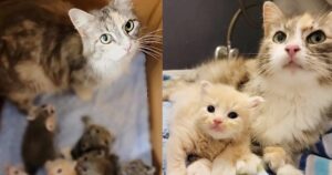 Volontari restano sorpresi quando salvano mamma gatta e i suoi 6 gattini: sono tutti speciali (VIDEO)