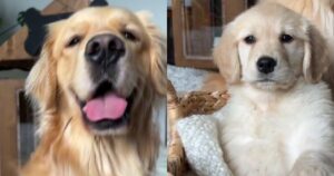 L’annuncio del Golden Retriever sulla sua preziosa sorellina non potrebbe essere più adorabile (VIDEO)