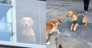 L’appuntamento tra questi due Golden Retriever ha reso felici moltissime persone (VIDEO)