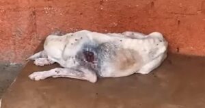 Questo cagnolino aveva un enorme buco nel corpo: una squadra di soccorritori è riuscita a salvarlo (VIDEO)