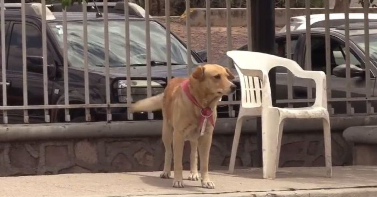 Cagnolino attende il padrone per otto mesi fuori dall'ospedale, ma l ...