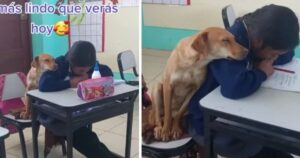 Cagnolino si accoccola sulla spalla di una studentessa e sembra davvero confortarla durante i compiti (VIDEO)
