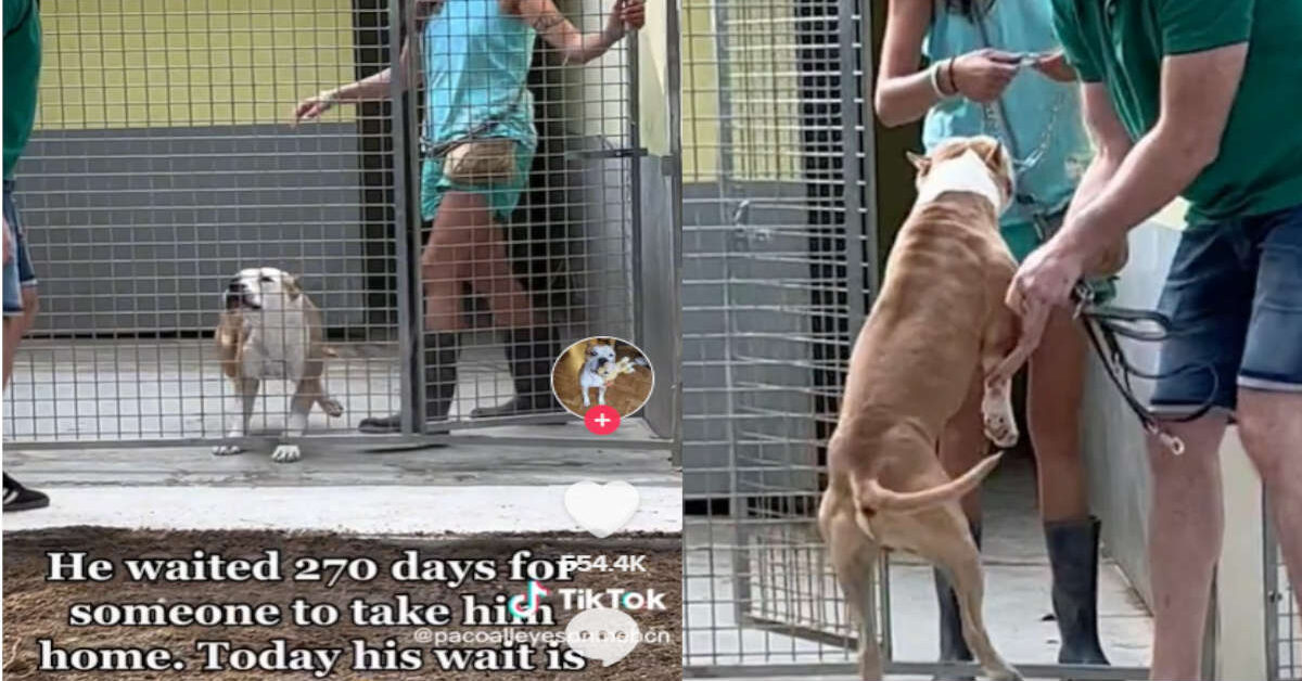 La reazione di questo cagnolino adottato dopo quasi un anno di attesa ...