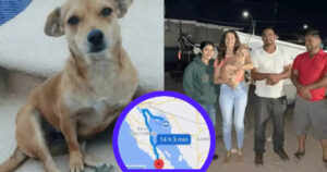 Scompare nel nulla per 20 giorni: cagnolina viene ritrovata a 800 km da casa
