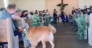 Golden Retriever si distrae mentre percorre la navata al matrimonio dei suoi umani: ecco il motivo (VIDEO)