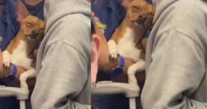 Chihuahua cattura improvvisamente l’attenzione dei passeggeri nella metropolitana: ecco il motivo (VIDEO)