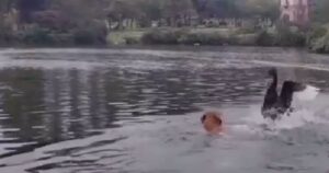 Cigno aggressivo attacca un Golden Retriever che voleva solamente nuotare nel lago (VIDEO)