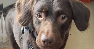 Salvano un Labrador retriever in gravi condizioni: è il primo cane a soffrire di alcolismo