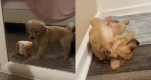 Cucciolo di Golden Retriever racconta in modo buffo il suo primo giorno a casa (VIDEO)