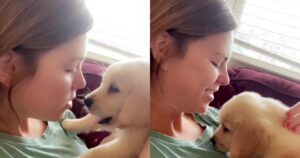 Cucciolo di Golden Retriever bacia la sua proprietaria nel modo più dolce possibile (VIDEO)