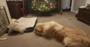 Lascia in casa i suoi due Golden Retriever e la loro reazione fa commuovere migliaia di persone (VIDEO)