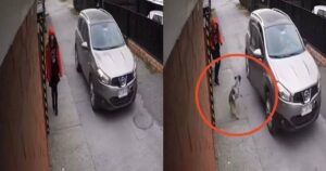 Cagnolino eroe salva una ragazza da alcuni uomini con cattive intenzioni: il video delle telecamere è virale (VIDEO)