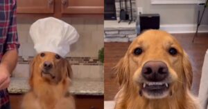 Le irresistibili e divertenti facce del Golden Retriever che ti faranno scoppiare dal ridere (VIDEO)