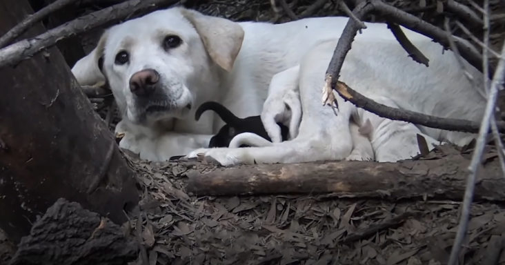 mamma labrador