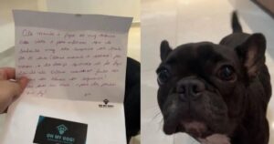 Bulldog francese viene sospeso dall’asilo per cani: la sua storia diventa virale (VIDEO)