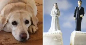 Annulla il suo matrimonio poiché la sua fidanzata è negligente nei confronti del suo Labrador Retriever