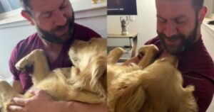 Golden Retriever coccolato con amore: un uomo canta una ninna nanna al suo fedele compagno (VIDEO)