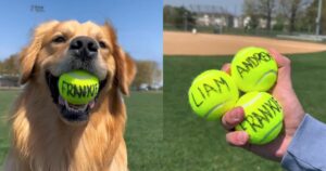 Un uomo fa scegliere il nome del bambino al suo Golden Retriever e il video diventa virale (VIDEO)