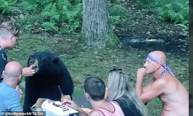 orso bruno picnic