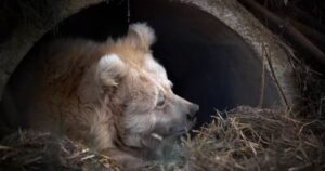 L’orso più assonnato del web diventa una sorta di “mascotte” per tutti i pigri (VIDEO)