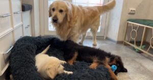 Cuccioli occupano il suo letto e la reazione del Golden Retriever è esilarante (VIDEO)