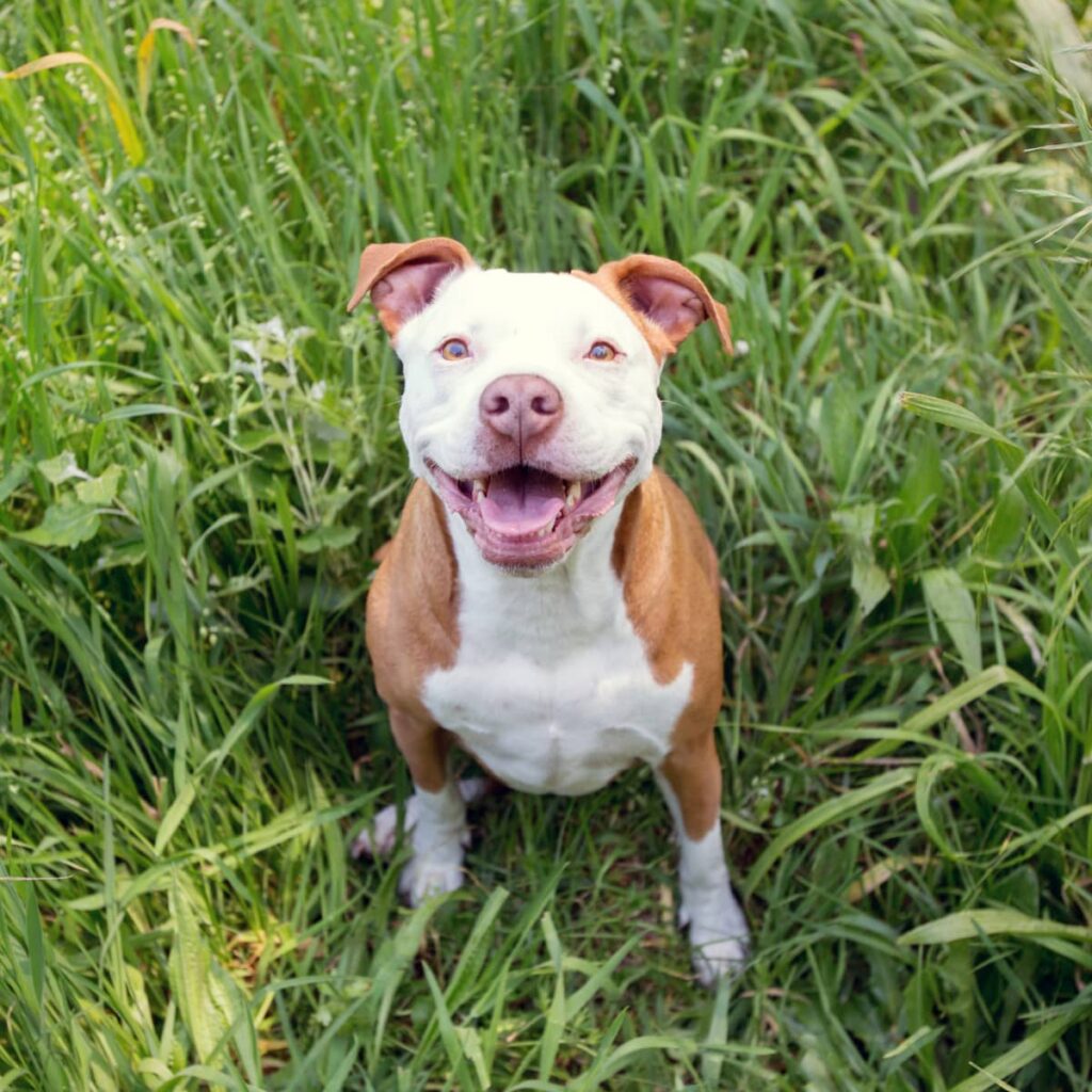 paco pitbull cagnolino