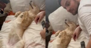 Lo stratagemma del Golden Retriever ha sorpreso tutti gli utenti di Tiktok (VIDEO)