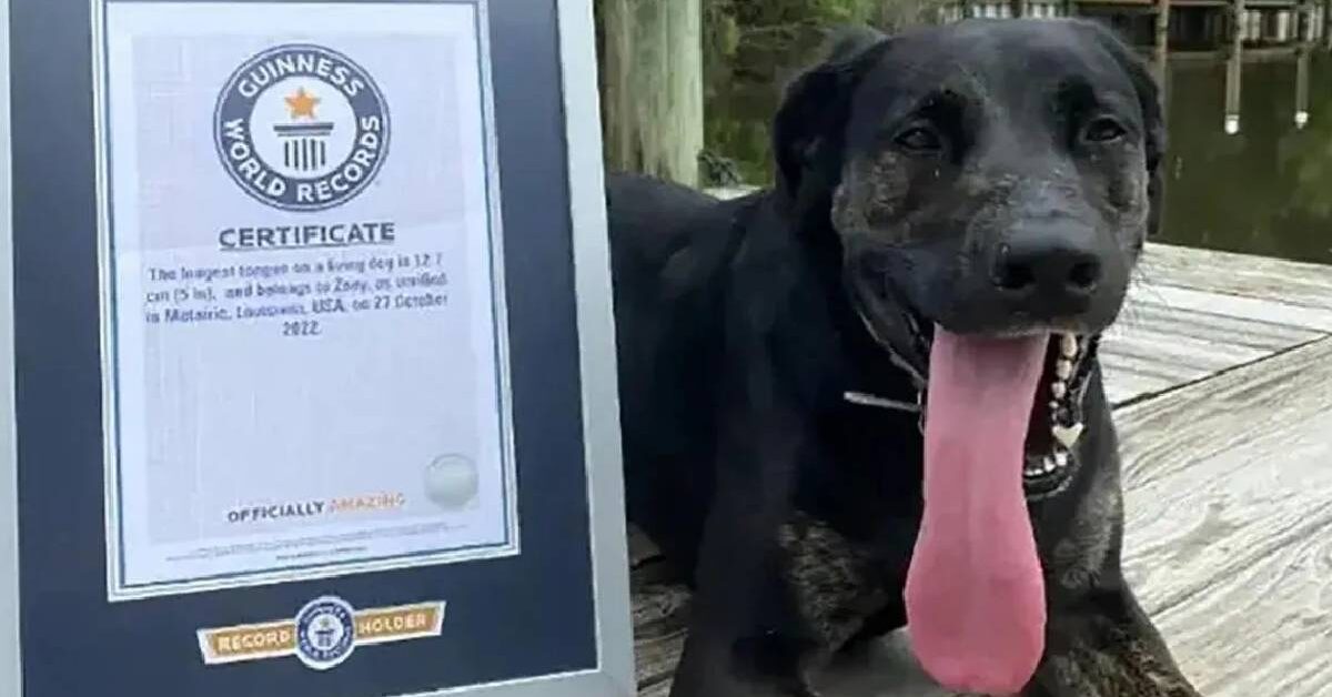 Labrador Retriever batte ogni record per una caratteristica speciale è