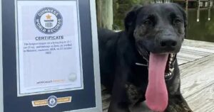 Labrador Retriever batte ogni record per una caratteristica speciale: è unico al mondo