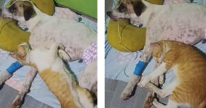 Gattino non si allontana dal suo migliore amico cane gravemente malato (VIDEO) 
