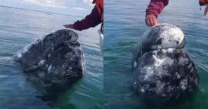 La balena grigia cerca aiuto dagli umani per far staccare i parassiti dalla sua testa (VIDEO)