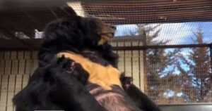 L’orso Dillan era diventato enormemente sovrappeso perché rinchiuso in una gabbia piccola (VIDEO)