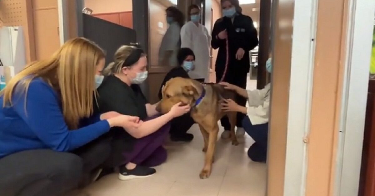 Cagnolino che ha vissuto per mesi al rifugio saluta tutti i membri ...