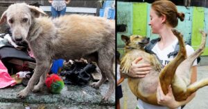 L’incredibile storia di una donna che dedica la sua vita a prendersi cura dei cuccioli affamati e malati che vivono in un cimitero