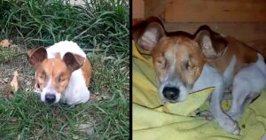 Abbandonato nella boscaglia, cagnolino cieco e molto magro implora di avere una seconda possibilità di vivere (VIDEO)