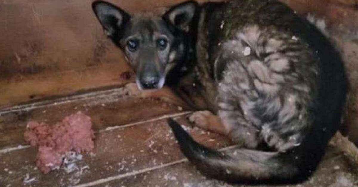 In un rifugio di Mosca un cagnolino è rimasto dimenticato da tutti per ...