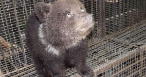 Orso chiuso allo zoo si comporta in maniera strana: ha nascosto per tre mesi i suoi cuccioli