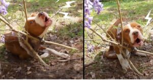 È stata trovata incatenata ad un albero dal collo: adesso è il cane più felice del mondo (VIDEO)