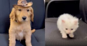 “Siete assunti!”: Golden Retriever e gattini entrano nello staff di uno studio veterinario (VIDEO)