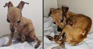 Cagnolina abbandonata in strada fa fatica a guardare le persone: esausta e senza forze per gli abusi umani