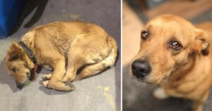 Cagnolino piangeva e si rattristava quando vedeva altri cani amati nel negozio di animali (VIDEO)