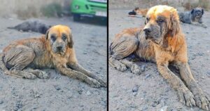 Cagnolino anziano e con la scabbia, ha sempre vissuto in strada: da vecchio ha conosciuto l’amore di una famiglia