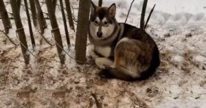 Cagnolino abbandonato sulla neve, aspettava triste il ritorno del suo padrone (VIDEO)