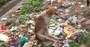 Gettato tra i rifiuti in mezzo alla strada con le zampe legate: i soccorritori salvano il cagnolino sofferente (VIDEO)