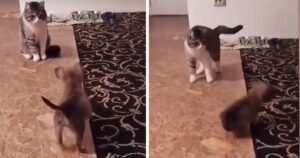 Cagnolino attore finge un attacco da parte del gatto di casa per attirare l’attenzione dei padroni (VIDEO)