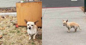 Cagnolino abbandonato lungo la strada attende per giorni che i padroni lo tornino a prendere